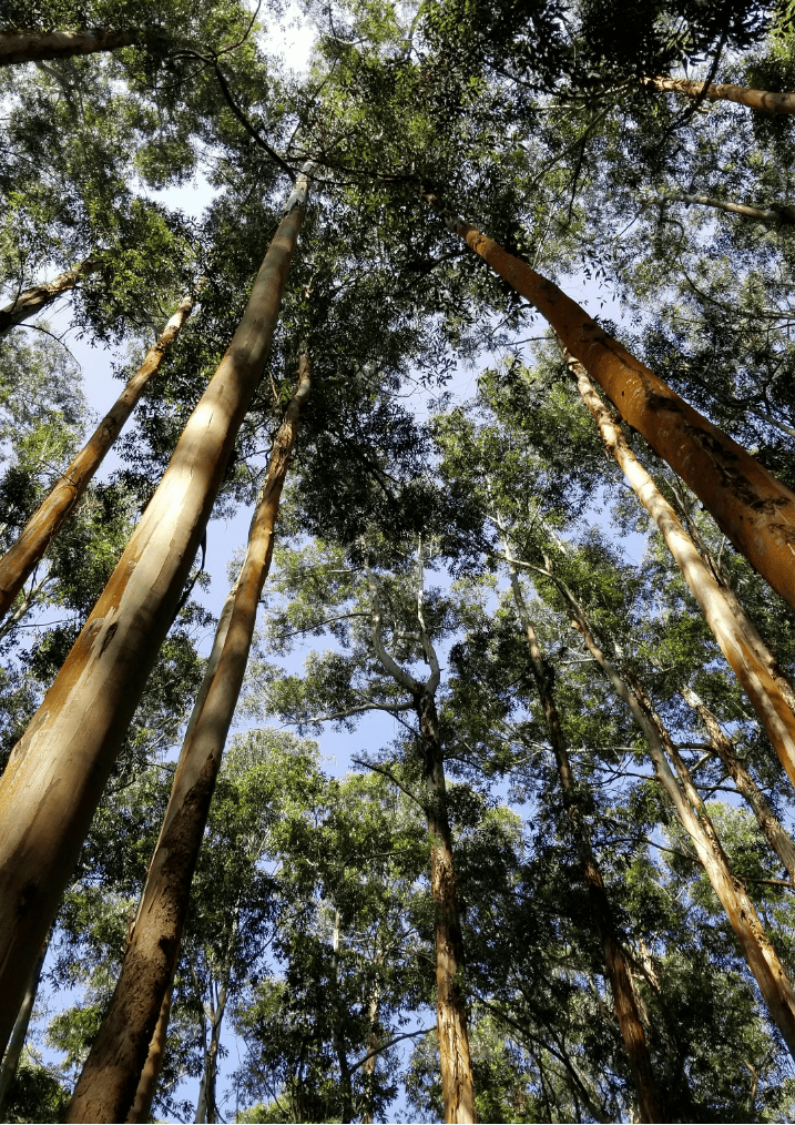 Bild eines Eukalyptuswaldes