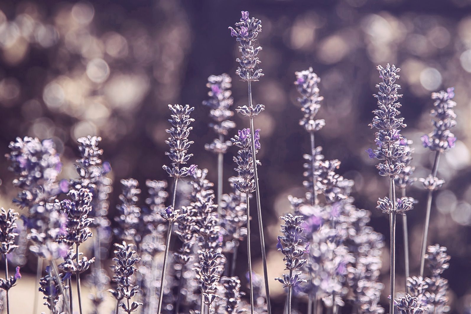 Lila Blumen