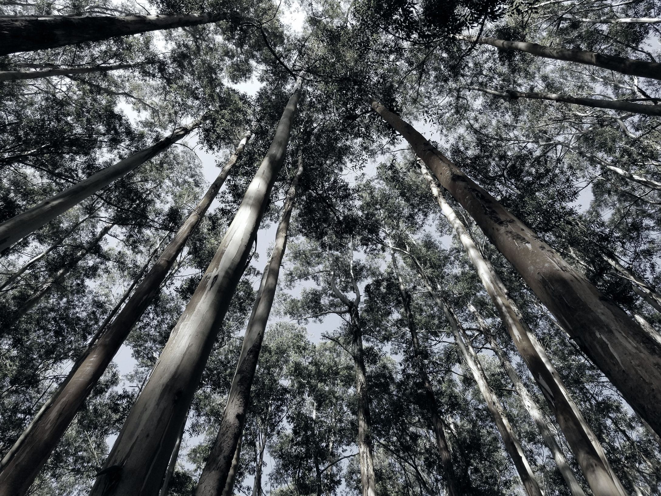 Eucalyptus forest with black and white filter