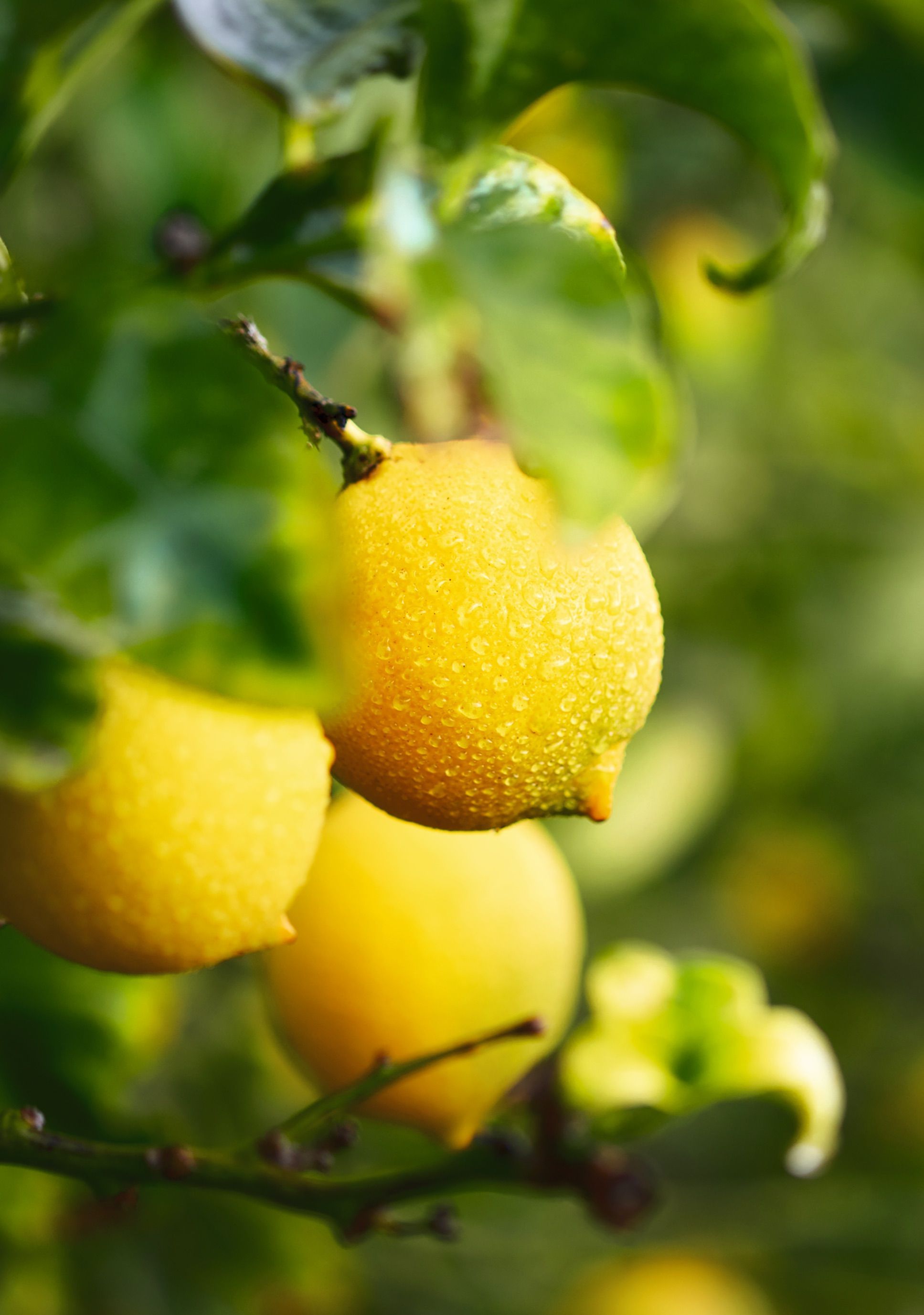 Lemon bush