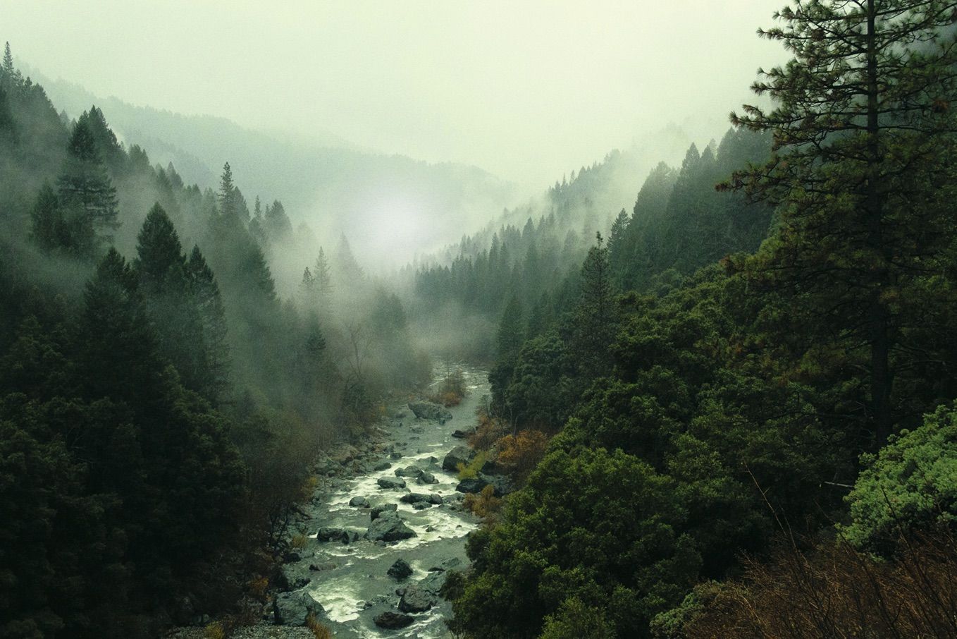 Fluss in einem Wald